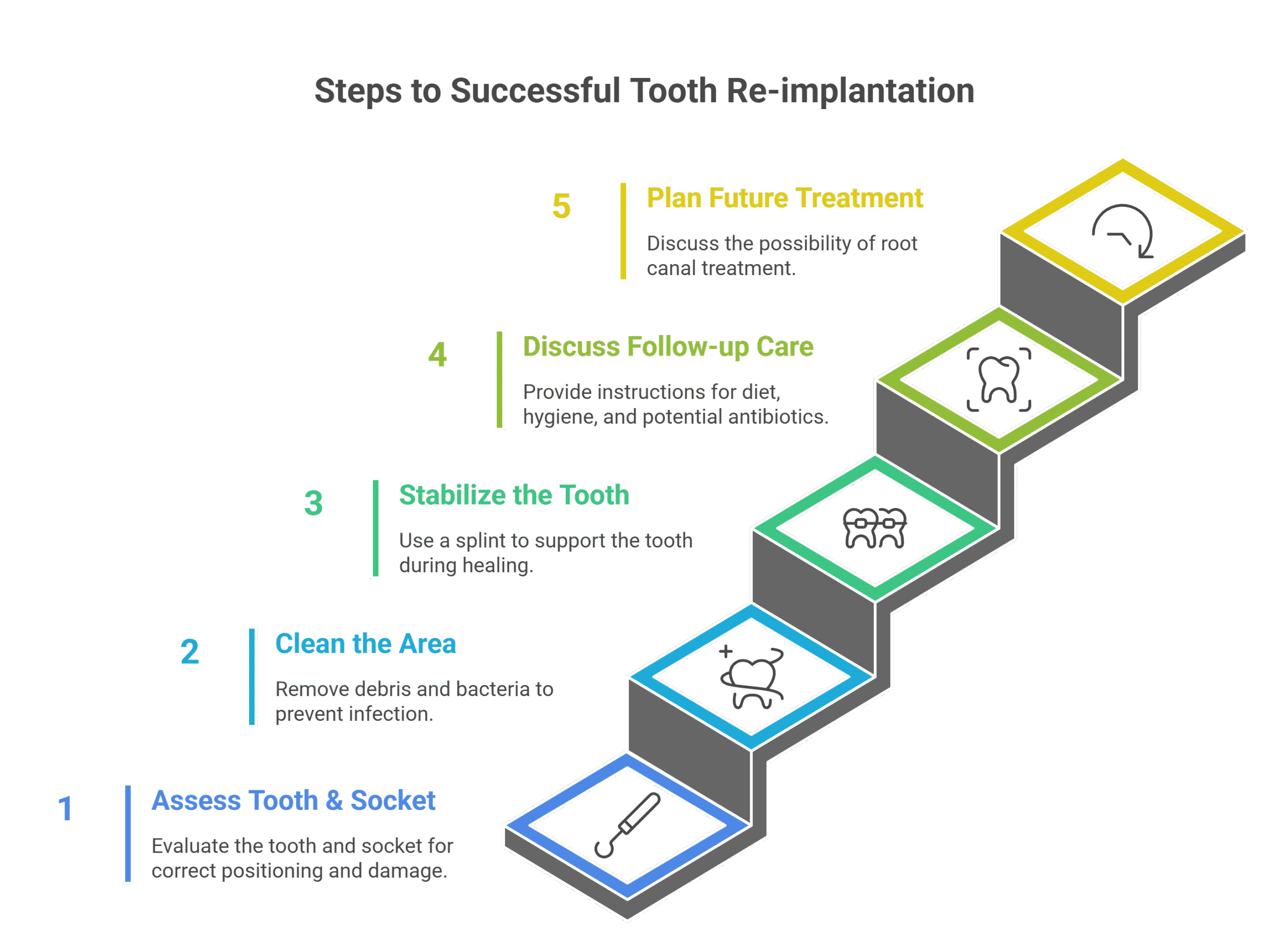 phases of teeth reimplantation